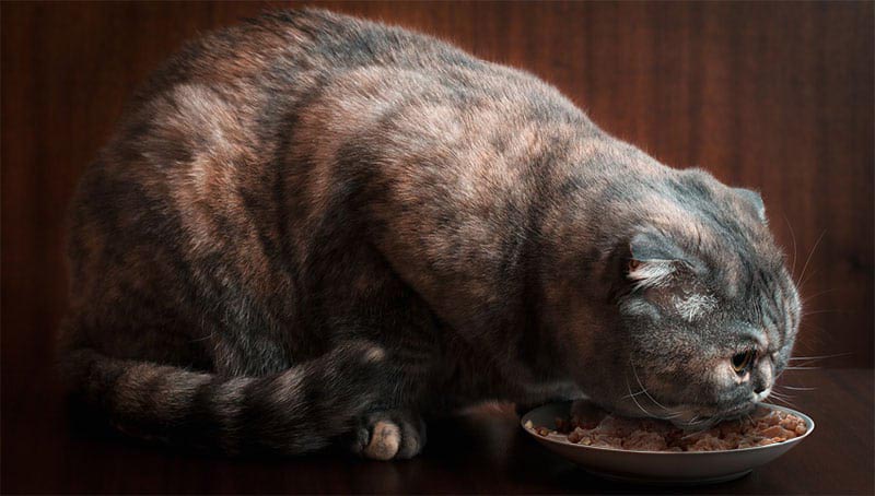 Избыток еды влечет за собой нарушение пищевых привычек и ожирение, которое способствует развитию диабета у кошки