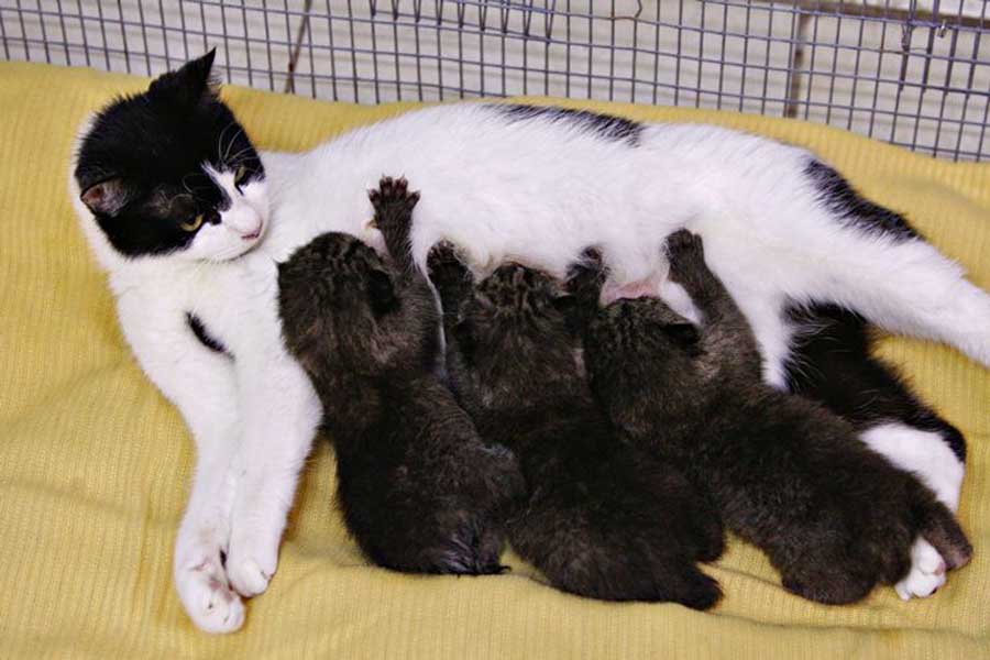Избыток гормона в молоке кормящей кошечки негативно сказывается на росте и развитии маленьких котят