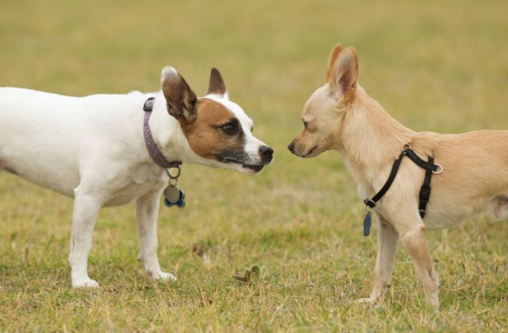 Сколько длится течка у собак средних пород в первый раз стаффордширский терьер