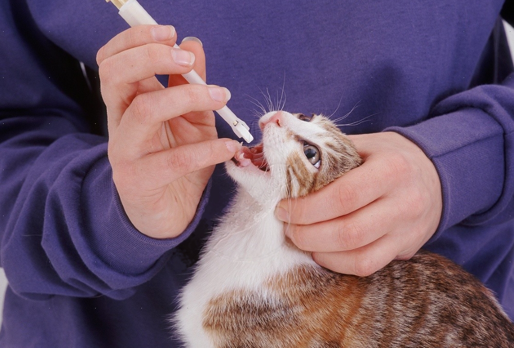 Как дать таблетку кошке: 💊 4 способа с фото и видео