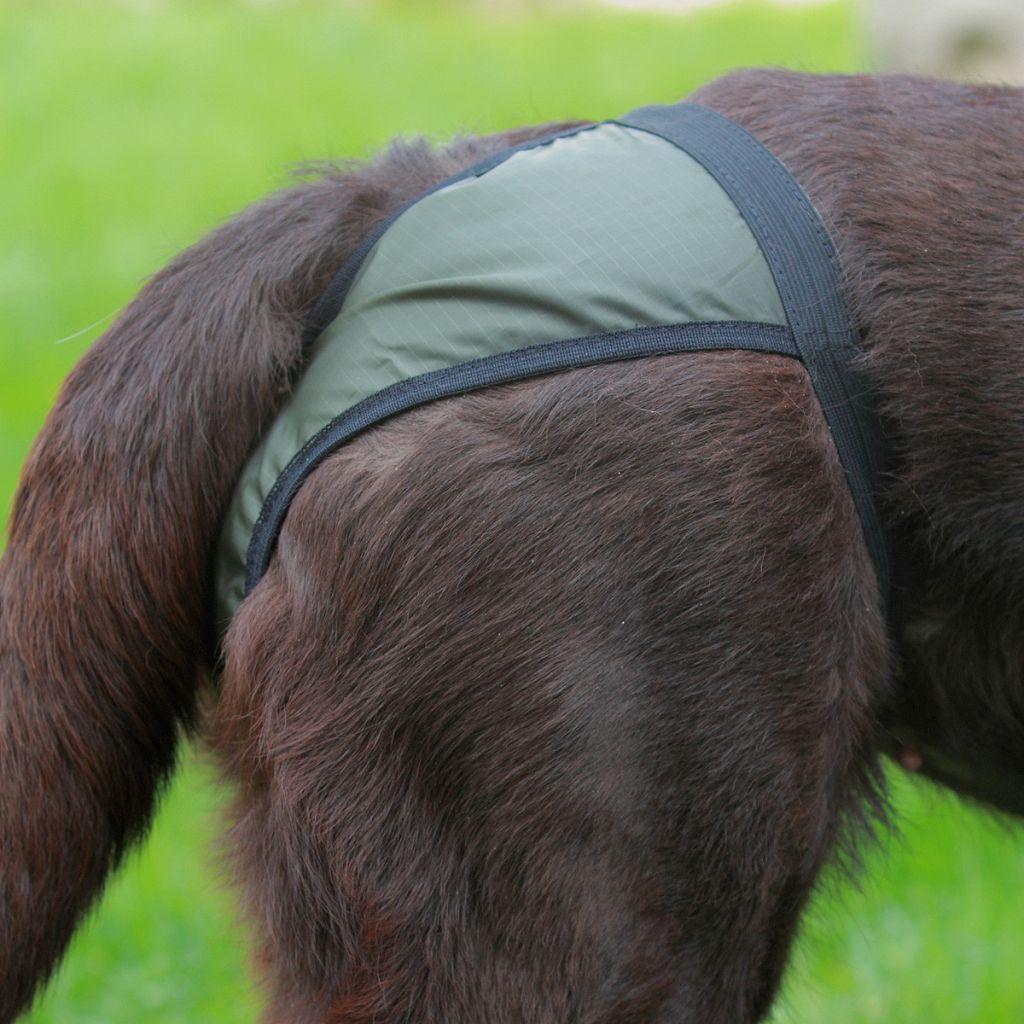 Сколько длится течка у собак средних пород в первый раз стаффордширский терьер