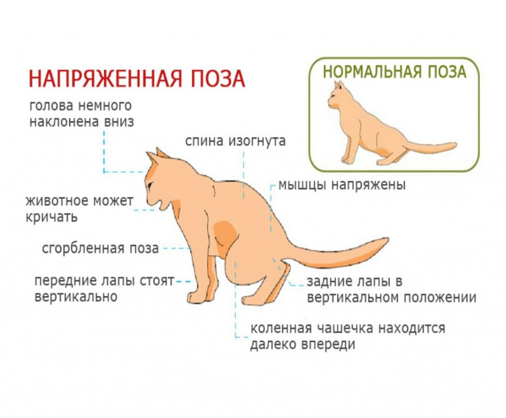 У больного кота меняется поза при мочеиспускании, фото https://animalhome.ru