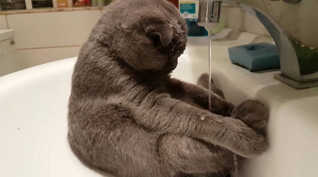 Шотландская кошка купается в раковине.jpg