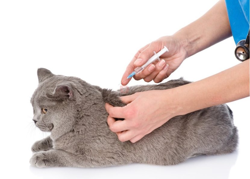 Вакцинация кошки от инфекционных болезней