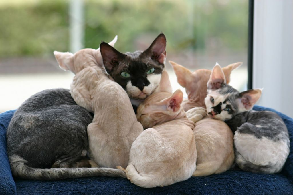Кошка девон-рекс с котятами.jpg