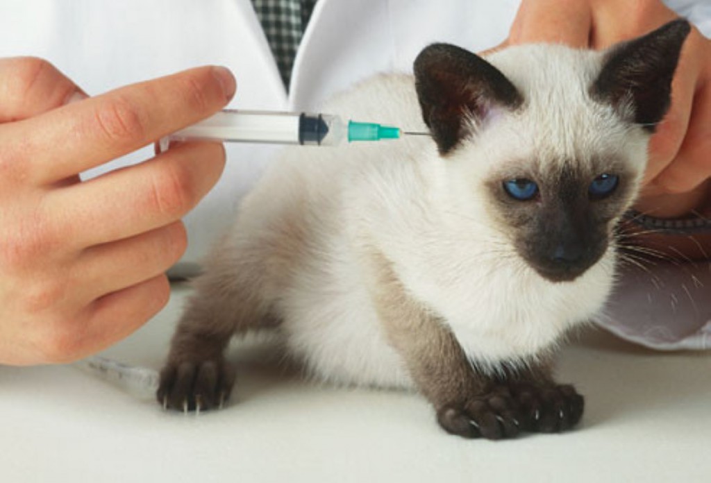 вакцина для котика.jpg