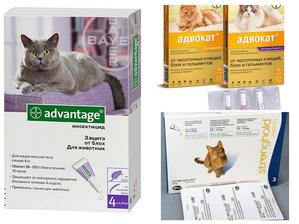 Рынок предлагает широкий ассортимент капель для кошек , фото https://apest.ru
