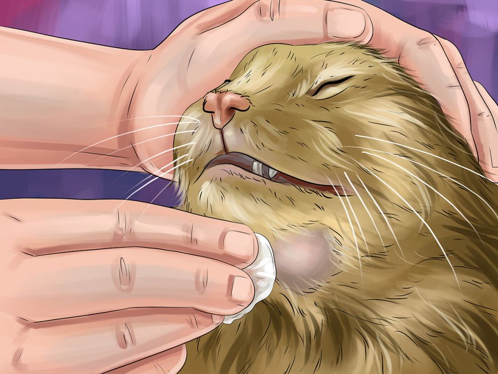 Как лечить кошачий акне thumbnail