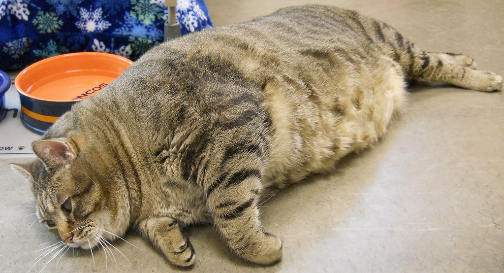 Ожирение у кота.jpg