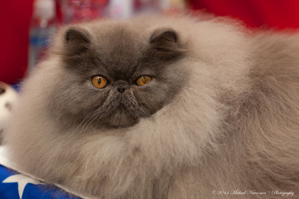 Персидский кот голубого окраса.jpg