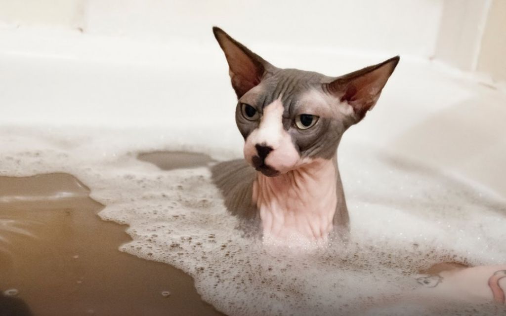 кошка лысая голая