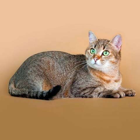 Европейская короткошерстная кошка 🐈 фото, описание породы, характер, уход,  стандарты