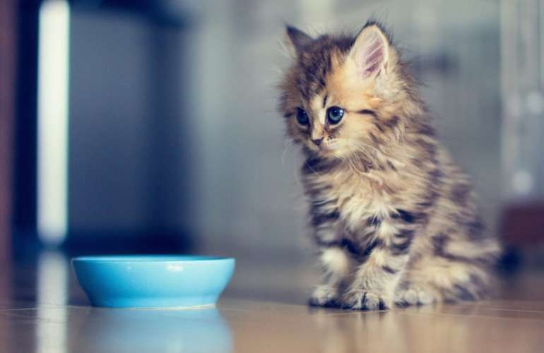 Как правильно кормить брошенных котят: полезные советы и рекомендации