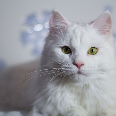 Белая норвежская лесная кошка