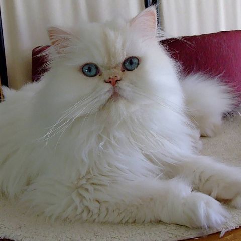 Голубоглазая белая персидская кошка