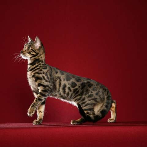 Азиатская табби 🐈 фото кошки, история, описание породы, характер, уход,  где купить