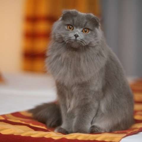 Хайленд-фолд 🐈 фото кошки, история и описание породы, характер, уход