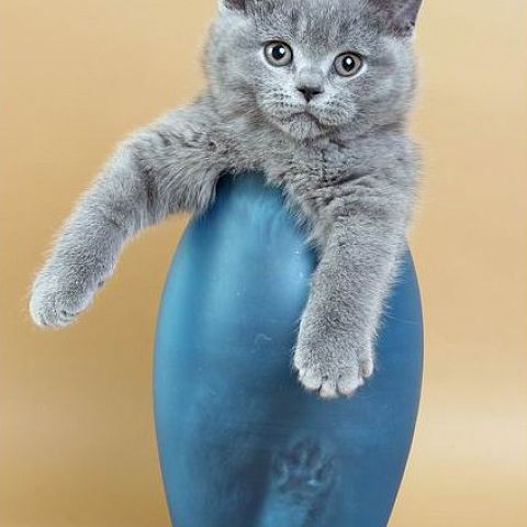 Голубой котёнок британской короткошерстной породы питомника TinArden*RU