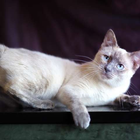 Кошка меконгский бобтейл