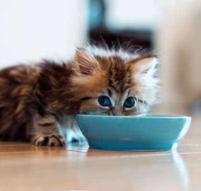 Чем кормить котенка 1,5 - 2 месяца