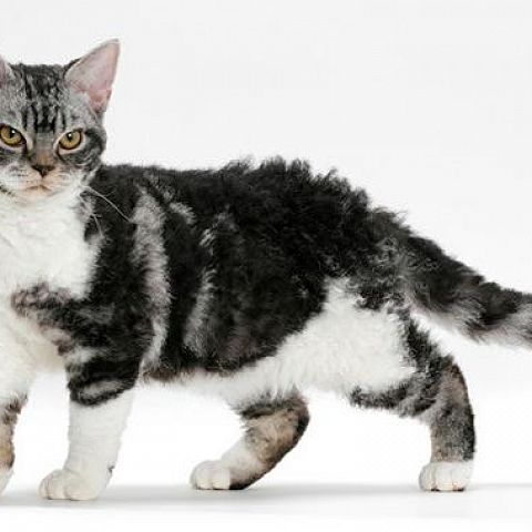 Американская жесткошерстная кошка: фото - красивые фотографии  представителей породы.