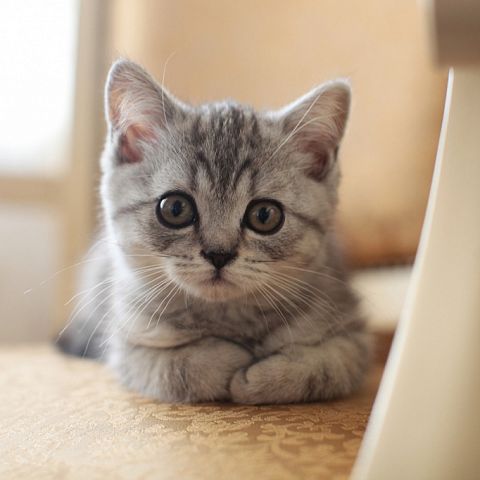 Шотландский прямоухий котёнок мраморный фото
