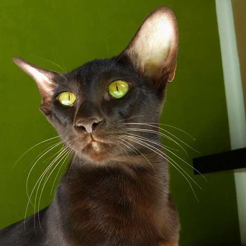 Ориентальная короткошерстная кошка 🐈 фото, описание породы, характер,  уход, стандарты