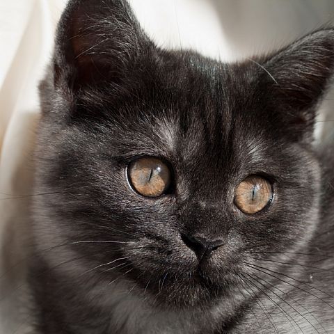 Котёнок скоттиш-страйт черный дым фото