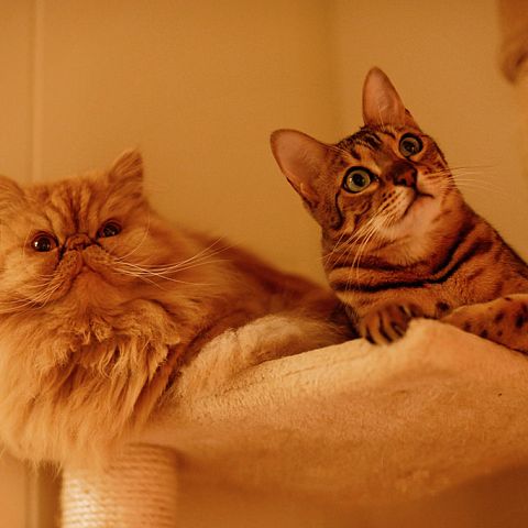 Персидская кошка и азиатская табби