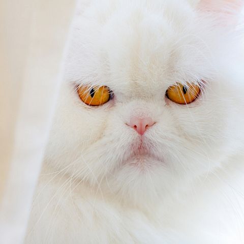 Глаза персидской кошки