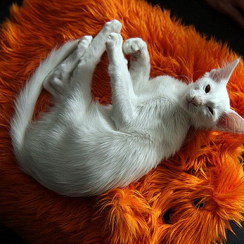 Белый кот породы балинез