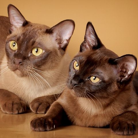 Бурманские кот и кошечка