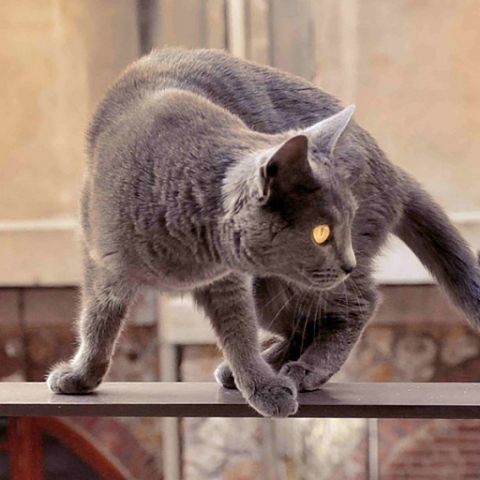 Картезианская кошка фото