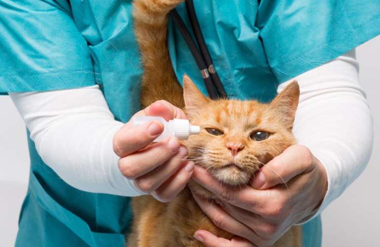 Конъюнктивит у кошек: симптомы, диагностика, лечение