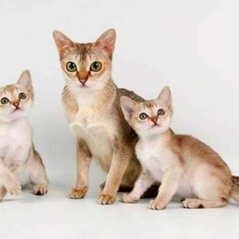Сингапурская кошка с котятами