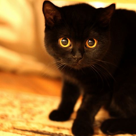 Черная британская короткошерстная кошка
