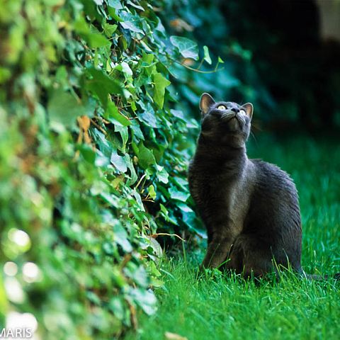 Русский голубой кот на природе красивое фото