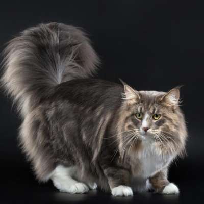 Норвежская лесная кошка – описание пород котов
