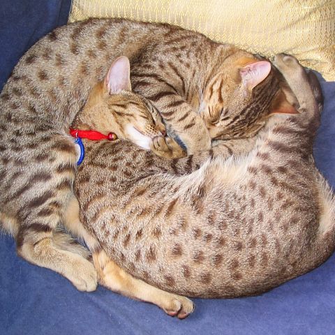Кошка и кот оцикет