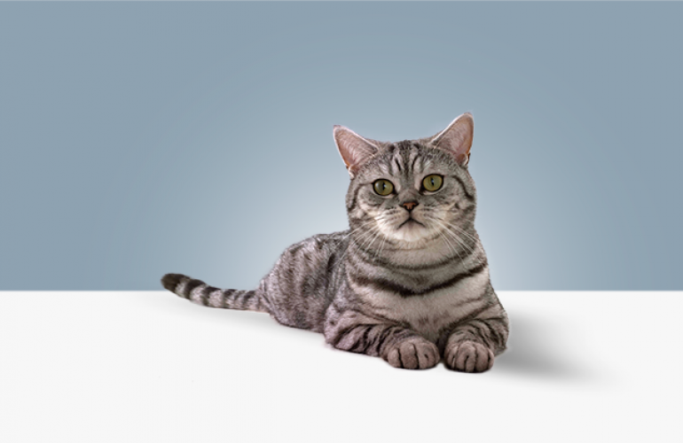 Кошка из рекламы Вискас