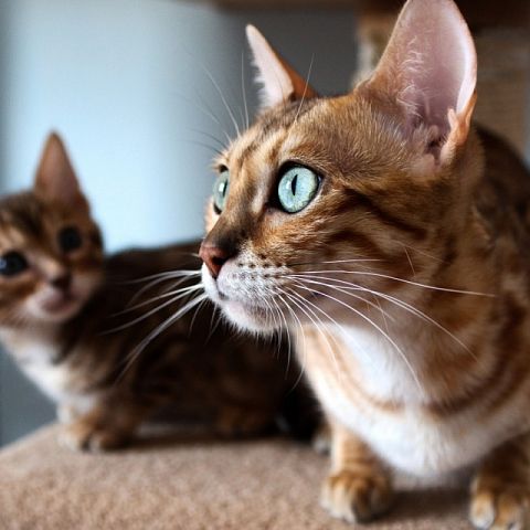 Кошка и котёнок серенгети