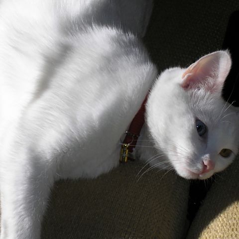 Белая кошка као мани фото