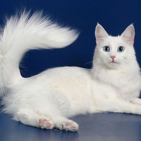 Голубоглазая кошка турецкой короткошерстной породы