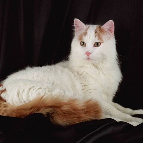 Турецкая ванская кошка