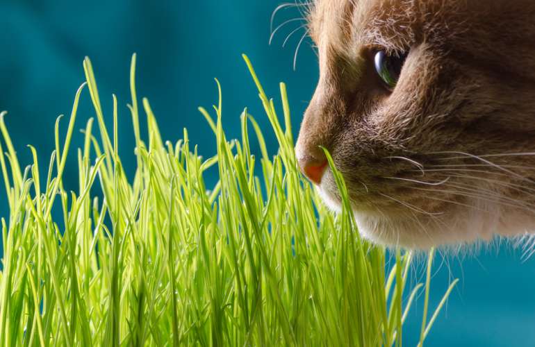 Какую траву посадить для кошки, котики растение