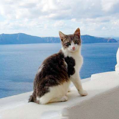 Эгейская кошка – порода кошек гимо