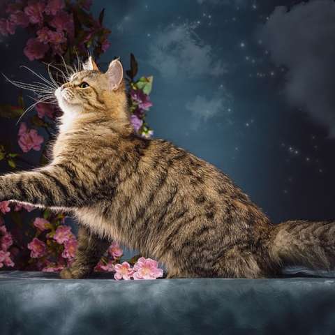 Кот сибиряк