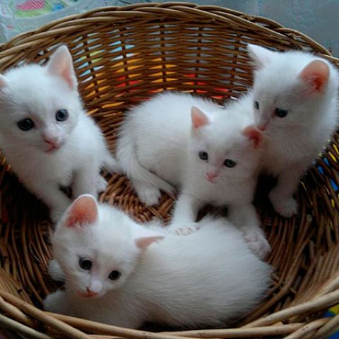 Белые котята анатолийской кошки
