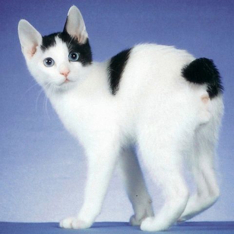 Котёнок японского бобтейла
