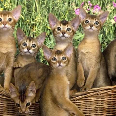 Абиссинские котята в корзинке